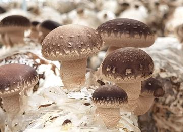 Fresh Shiitake